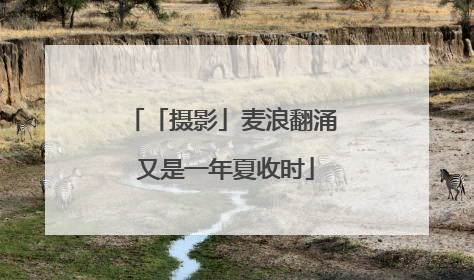 「摄影」麦浪翻涌 又是一年夏收时