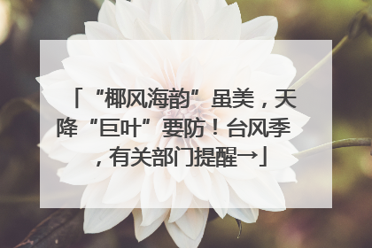 “椰风海韵”虽美，天降“巨叶”要防！台风季，有关部门提醒→