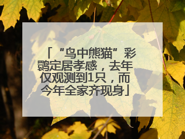 “鸟中熊猫”彩鹮定居孝感，去年仅观测到1只，而今年全家齐现身