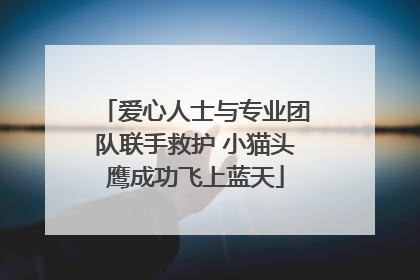 爱心人士与专业团队联手救护 小猫头鹰成功飞上蓝天