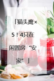 猫头鹰×5！4只在闲置房“安家”