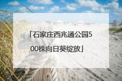 石家庄西兆通公园500株向日葵绽放