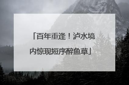 百年重逢！泸水境内惊现短序醉鱼草