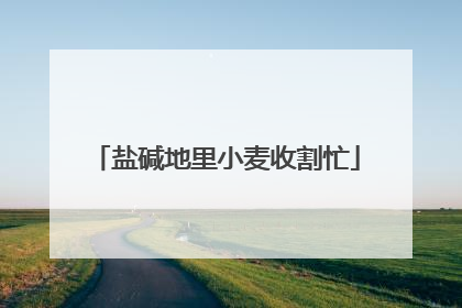 盐碱地里小麦收割忙