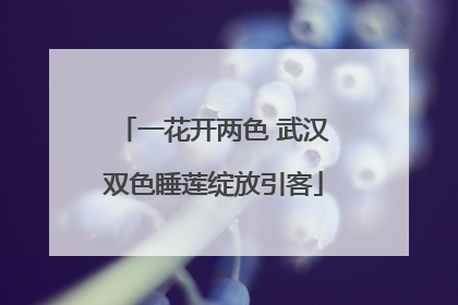 一花开两色 武汉双色睡莲绽放引客
