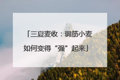 三夏麦收：弱筋小麦如何变得“强”起来