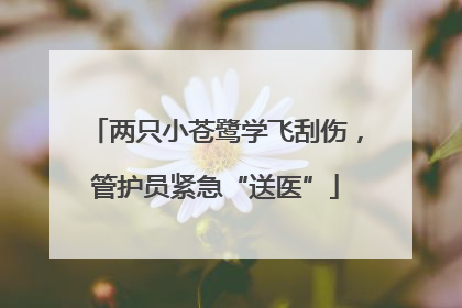 两只小苍鹭学飞刮伤，管护员紧急“送医”