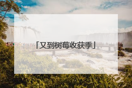 又到树莓收获季
