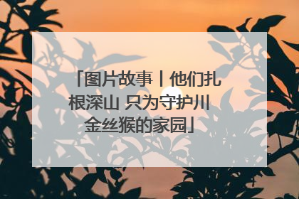图片故事丨他们扎根深山 只为守护川金丝猴的家园