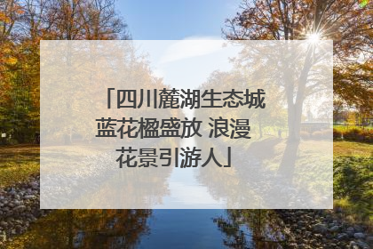 四川麓湖生态城蓝花楹盛放 浪漫花景引游人