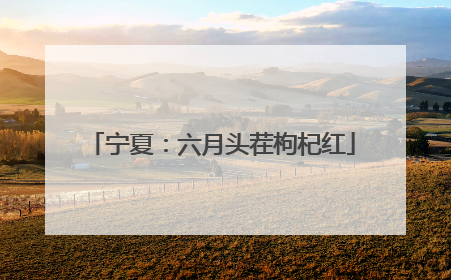 宁夏：六月头茬枸杞红