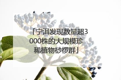 宁洱发现数量超3000株的大规模珍稀植物桫椤群
