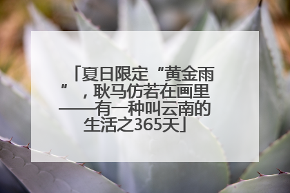 夏日限定“黄金雨”，耿马仿若在画里——有一种叫云南的生活之365天