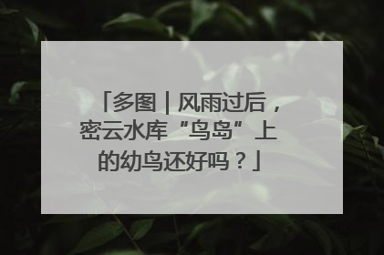 多图｜风雨过后，密云水库“鸟岛”上的幼鸟还好吗？
