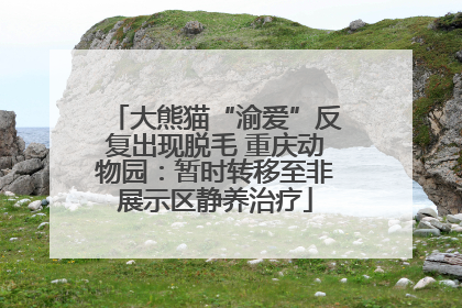 大熊猫“渝爱”反复出现脱毛 重庆动物园：暂时转移至非展示区静养治疗