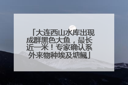 大连西山水库出现成群黑色大鱼，最长近一米！专家确认系外来物种埃及塘鲺