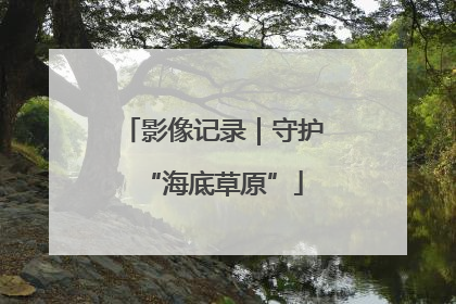 影像记录｜守护“海底草原”