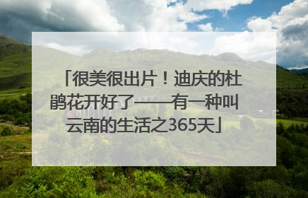 很美很出片！迪庆的杜鹃花开好了——有一种叫云南的生活之365天