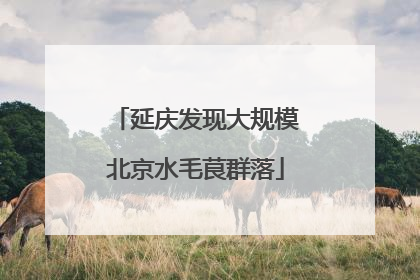 延庆发现大规模北京水毛茛群落