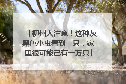 柳州人注意！这种灰黑色小虫看到一只，家里很可能已有一万只