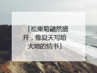 松果菊翩然盛开，像夏天写给大地的情书