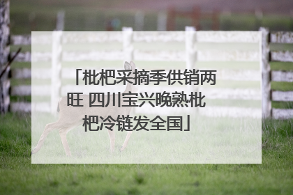 枇杷采摘季供销两旺 四川宝兴晚熟枇杷冷链发全国
