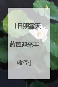 日照露天蓝莓迎来丰收季