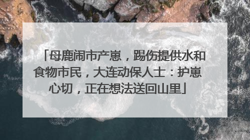母鹿闹市产崽，踢伤提供水和食物市民，大连动保人士：护崽心切，正在想法送回山里