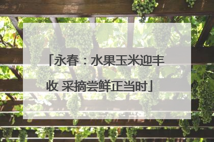 永春：水果玉米迎丰收 采摘尝鲜正当时