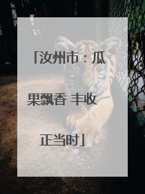 汝州市：瓜果飘香 丰收正当时