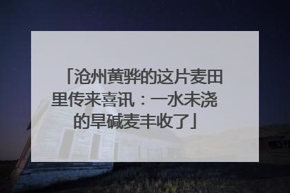 沧州黄骅的这片麦田里传来喜讯：一水未浇的旱碱麦丰收了
