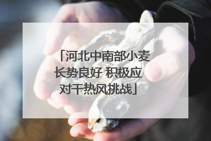 河北中南部小麦长势良好 积极应对干热风挑战