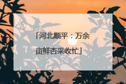河北顺平：万余亩鲜杏采收忙