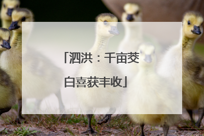 泗洪：千亩茭白喜获丰收