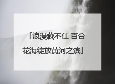 浪漫藏不住 百合花海绽放黄河之滨