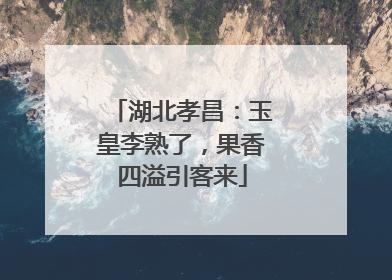 湖北孝昌：玉皇李熟了，果香四溢引客来