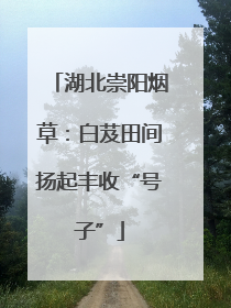 湖北崇阳烟草：白芨田间扬起丰收“号子”