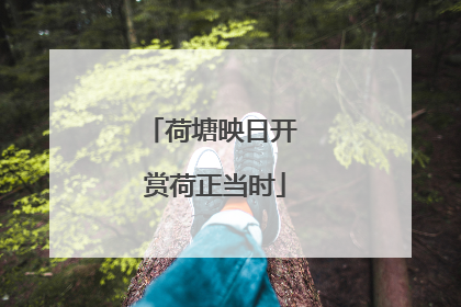 荷塘映日开 赏荷正当时