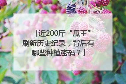 近200斤“瓜王”刷新历史纪录，背后有哪些种植密码？