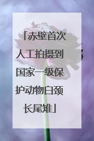 赤壁首次人工拍摄到国家一级保护动物白颈长尾雉