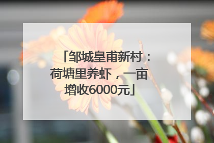 邹城皇甫新村：荷塘里养虾，一亩增收6000元