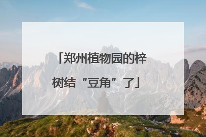 郑州植物园的梓树结“豆角”了