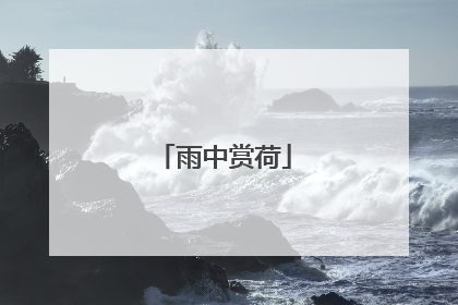 雨中赏荷
