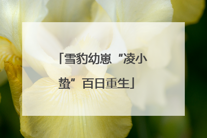 雪豹幼崽“凌小蛰”百日重生