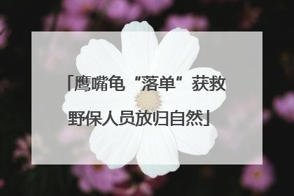 鹰嘴龟“落单”获救 野保人员放归自然