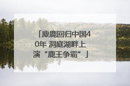 麋鹿回归中国40年 洞庭湖畔上演“鹿王争霸”